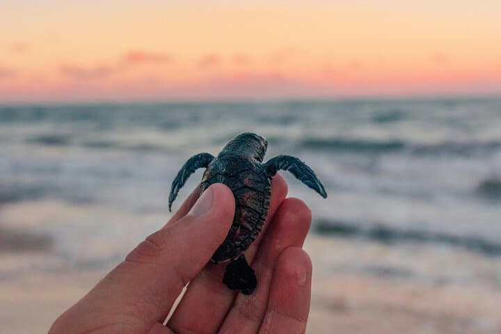 Bali Horse Riding and Turtle Release at Saba Beach — Beach Ride, Conservation & Waterfall Visit