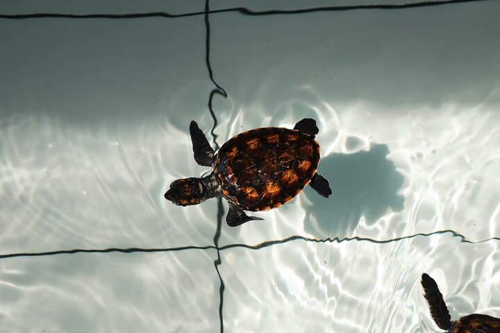 Bali Horse Riding and Turtle Release at Saba Beach — Beach Ride, Conservation & Waterfall Visit photo 4