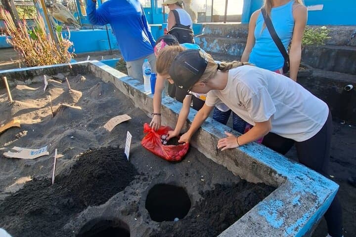 Bali Horse Riding and Turtle Release at Saba Beach — Beach Ride, Conservation & Waterfall Visit photo 3