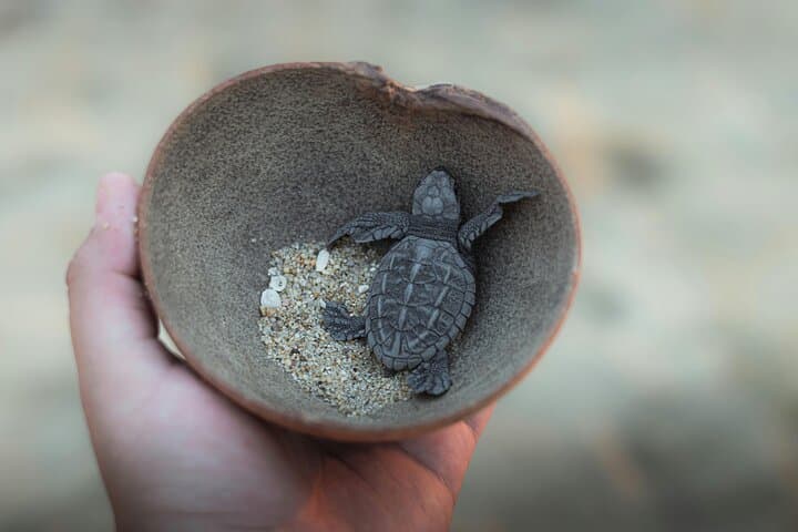 Bali Horse Riding and Turtle Release at Saba Beach — Beach Ride, Conservation & Waterfall Visit photo 6