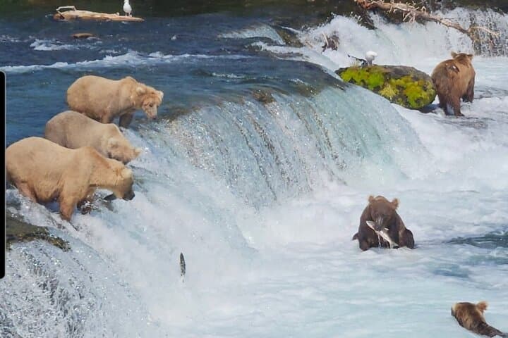 Brooks Falls Bear Viewing: Floatplane Trips from Homer to See Katmai’s Grizzlies
