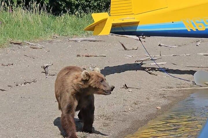 Brooks Falls Bear Viewing: Floatplane Trips from Homer to See Katmai’s Grizzlies photo 2