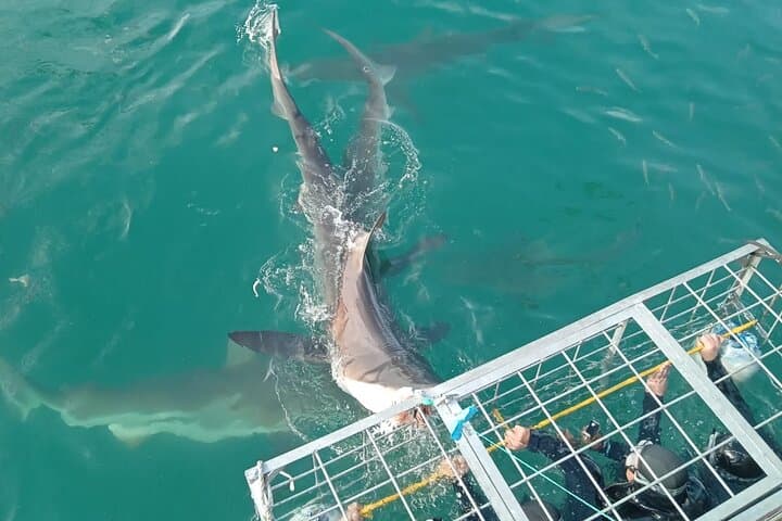 Gansbaai Shark Cage Diving: Surface-Air Options & Unlimited Cage Time