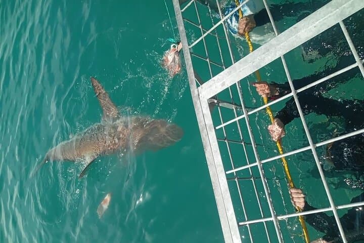 Gansbaai Shark Cage Diving: Surface-Air Options & Unlimited Cage Time photo 2
