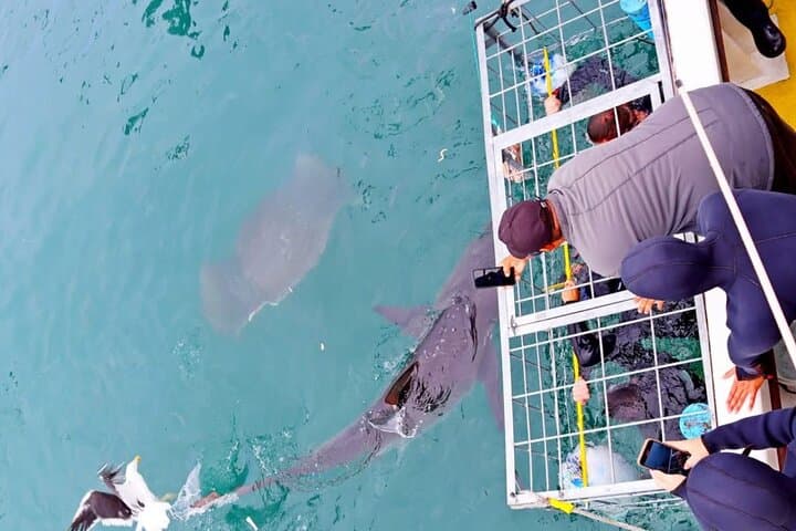 Gansbaai Shark Cage Diving: Surface-Air Options & Unlimited Cage Time photo 4