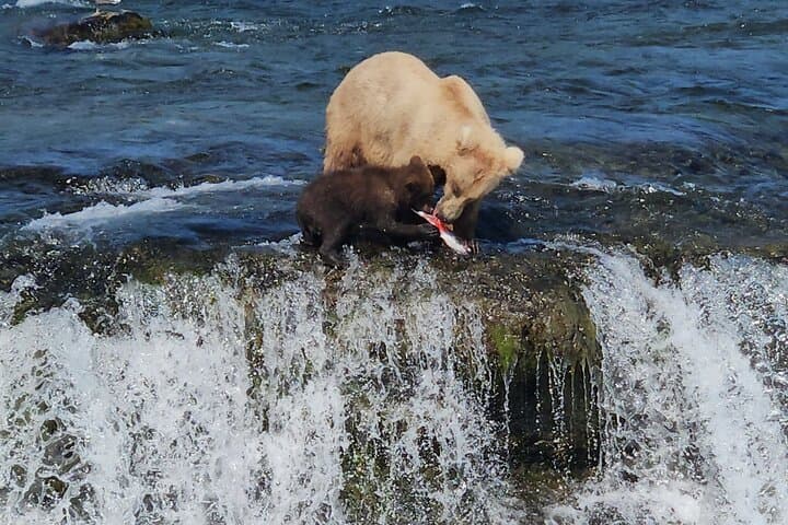 Brooks Falls Bear Viewing: Floatplane Trips from Homer to See Katmai’s Grizzlies photo 3