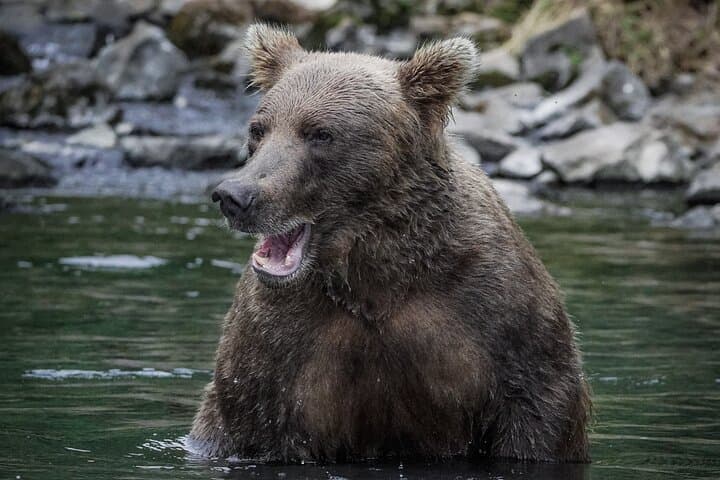 Brooks Falls Bear Viewing: Floatplane Trips from Homer to See Katmai’s Grizzlies photo 4