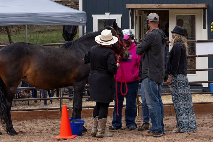 Wild Mustang Experience Near Colorado Springs: Guided Non-Riding Mountain Sessions photo 4