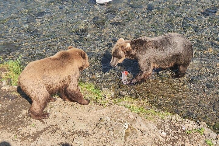 Brooks Falls Bear Viewing: Floatplane Trips from Homer to See Katmai’s Grizzlies photo 5