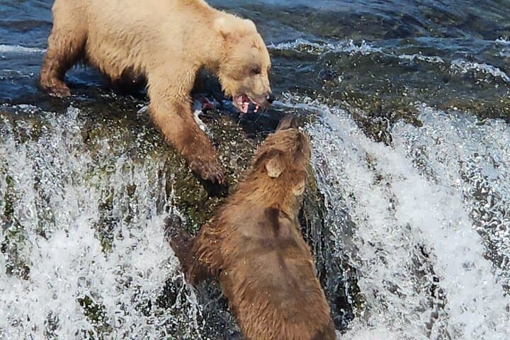 Brooks Falls Bear Viewing: Floatplane Trips from Homer to See Katmai’s Grizzlies photo 6