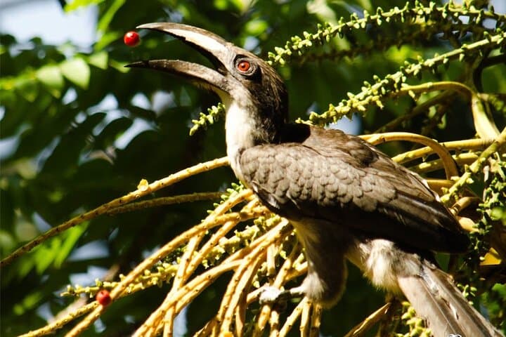 Wilpattu National Park Private Jeep Safari from Pasikudah — Full-Day Wildlife Drive photo 2