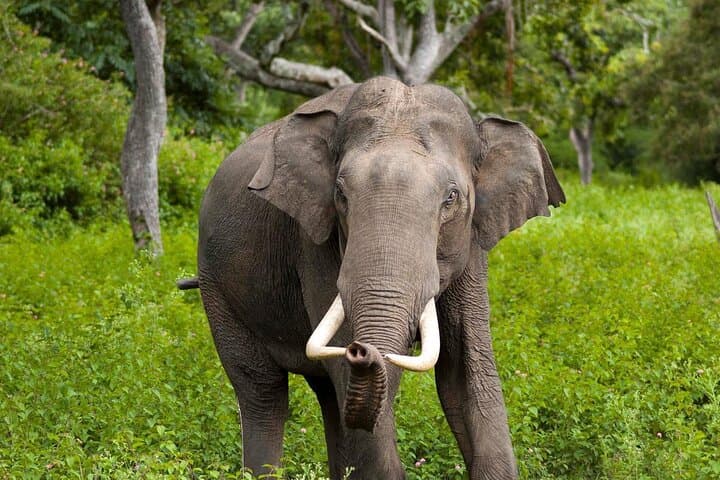 Wilpattu Jeep Safari from Kandy: Leopard, Elephant and Spice Garden Day Tour photo 3