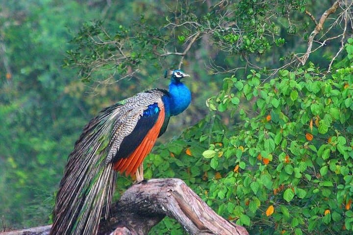 Wilpattu National Park Private Jeep Safari from Pasikudah — Full-Day Wildlife Drive photo 6