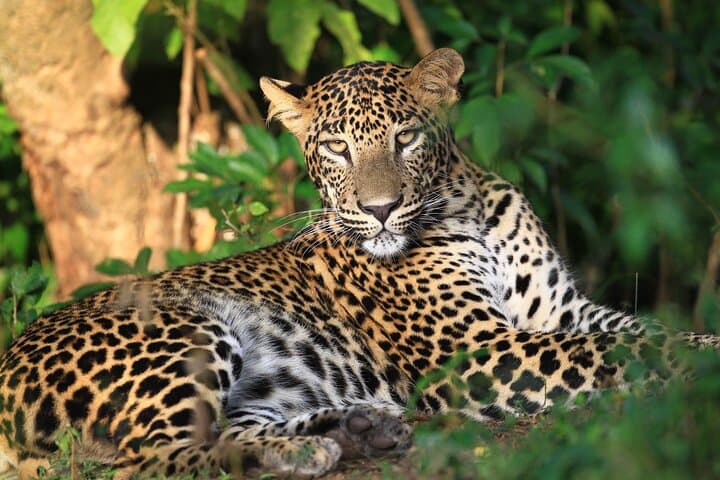 Wilpattu National Park Private Jeep Safari from Pasikudah — Full-Day Wildlife Drive
