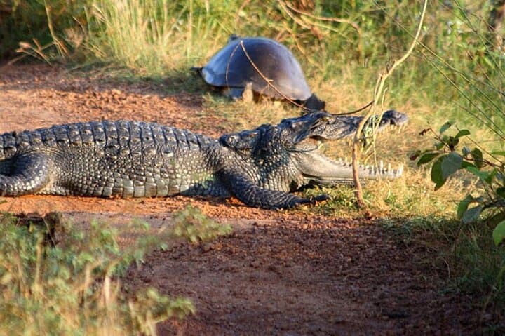 Wilpattu National Park Private Jeep Safari from Pasikudah — Full-Day Wildlife Drive photo 3