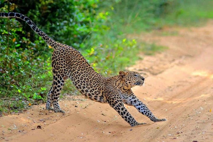Wilpattu National Park Private Jeep Safari from Pasikudah — Full-Day Wildlife Drive photo 4