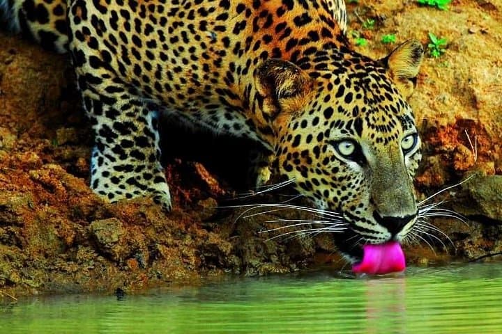 Wilpattu National Park Private Jeep Safari from Pasikudah — Full-Day Wildlife Drive photo 5