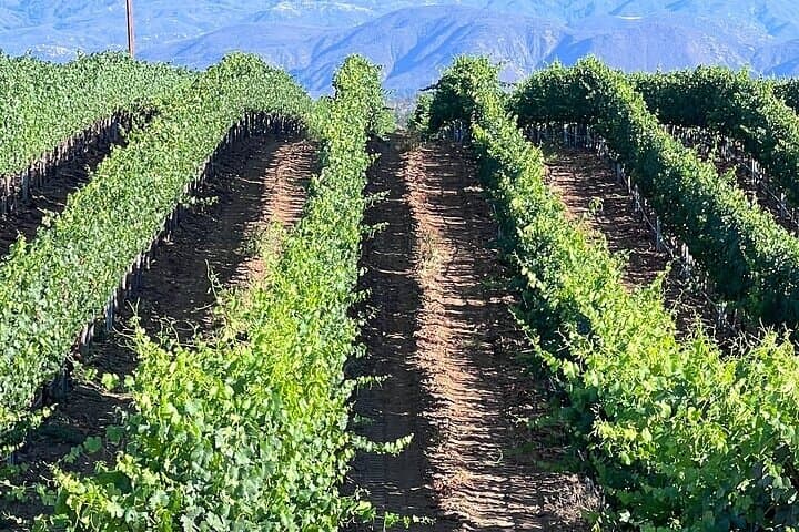 Private Temecula Wine Tour from Solana Beach — Full-Day Wine Country Experience photo 6