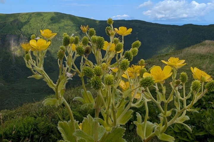 Exploring Faial Island: A Full-Day 4WD Adventure Through Volcanic Landscapes and Coastal Vistas photo 4