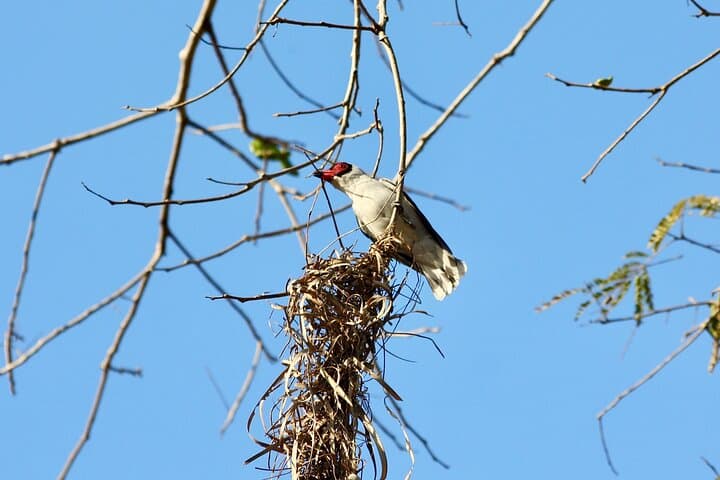Birding for Beginners at Natikari’s Rancho Verde — 3-Hour Guided Tour Near Sayulita