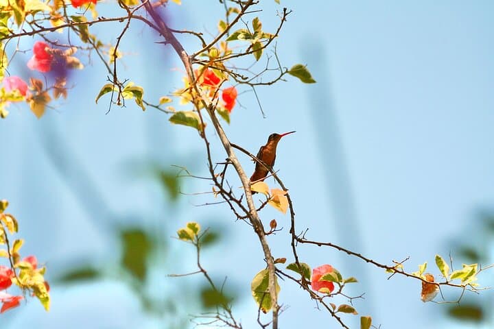 Birding for Beginners at Natikari’s Rancho Verde — 3-Hour Guided Tour Near Sayulita photo 2
