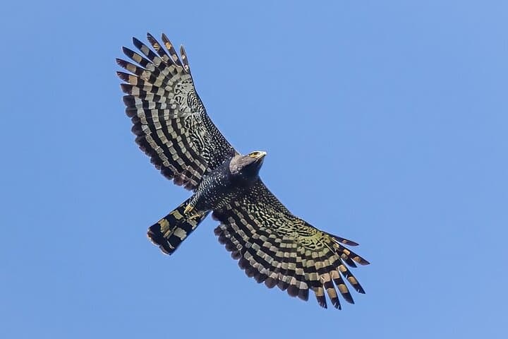 Birding for Beginners at Natikari’s Rancho Verde — 3-Hour Guided Tour Near Sayulita photo 3