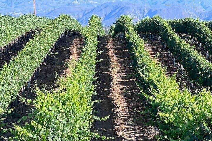 Private Temecula Wine Tour from Carlsbad — Full-Day Tastings, Cave Tour & Old Town Stop photo 3