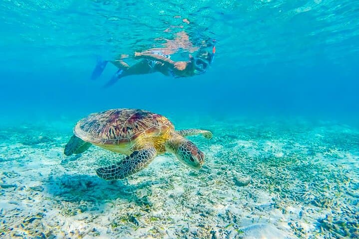 Snorkel Turtle Canyon: Waikiki Green Sea Turtle Adventure