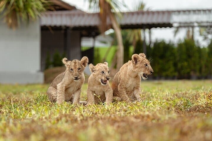 Lion Land Phuket: Skip-the-Line Entry with Private Hotel Transfer photo 2