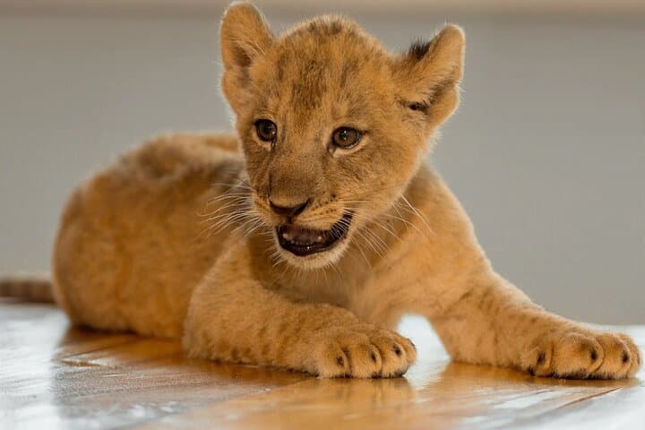 Lion Land Phuket: Skip-the-Line Entry with Private Hotel Transfer photo 5