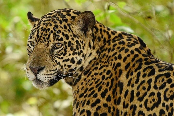 Chitwan National Park 3-Day Safari: Rhinos, Birds & Tharu Culture