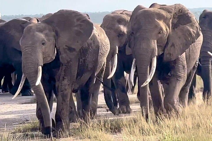 2-Day Amboseli Safari: Elephants, Kilimanjaro Views & Maasai Culture photo 4