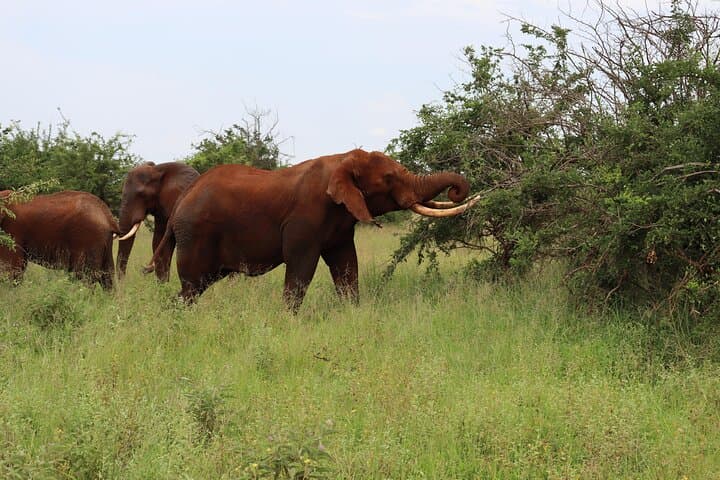 2-Day Tarangire and Ngorongoro Crater Safari from Zanzibar photo 2