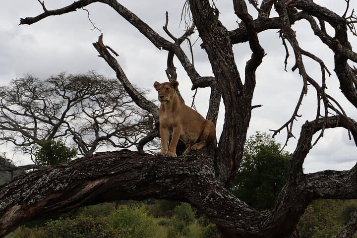 2-Day Tarangire and Ngorongoro Crater Safari from Zanzibar photo 3