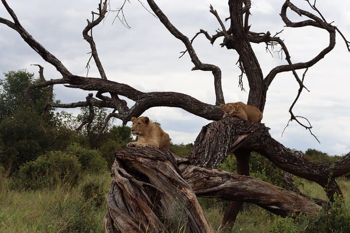 2-Day Tarangire and Ngorongoro Crater Safari from Zanzibar photo 4