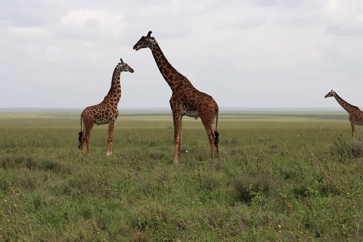 2-Day Tarangire and Ngorongoro Crater Safari from Zanzibar photo 5