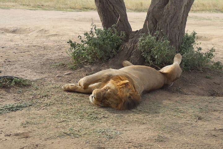 2-Day Tarangire and Ngorongoro Crater Safari from Zanzibar photo 6