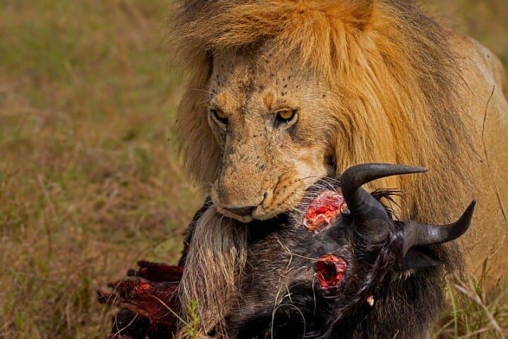 3-Day Maasai Mara Migration Safari: Big Five & Wildebeest River Crossings