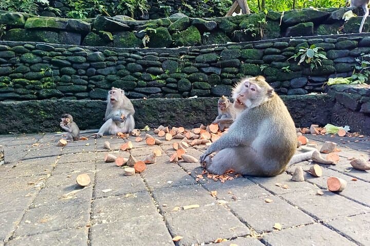 Ubud Monkey Forest Guided Walking Tour: Sacred Monkeys, Temples & Cultural Insights