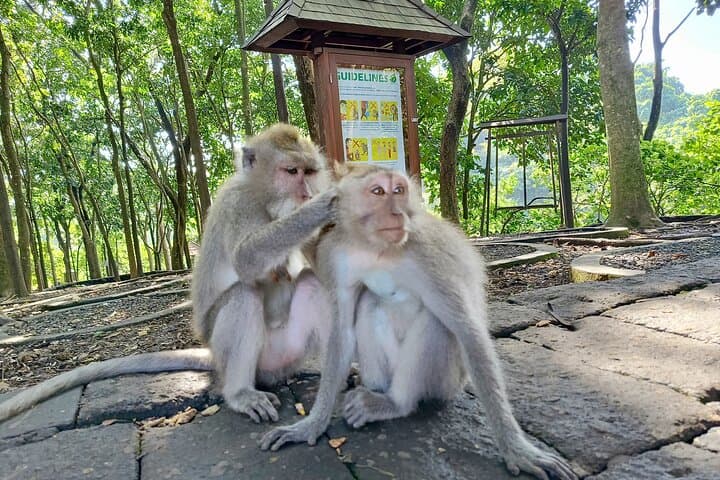 Ubud Monkey Forest Guided Walking Tour: Sacred Monkeys, Temples & Cultural Insights photo 2
