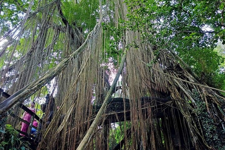 Ubud Monkey Forest Guided Walking Tour: Sacred Monkeys, Temples & Cultural Insights photo 5