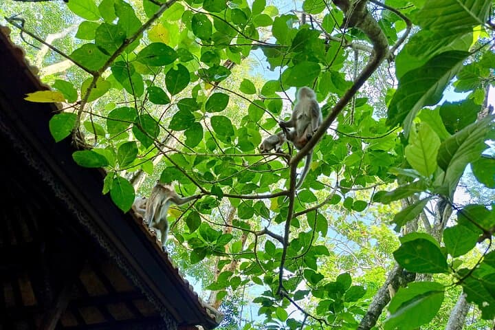 Ubud Monkey Forest Guided Walking Tour: Sacred Monkeys, Temples & Cultural Insights photo 6