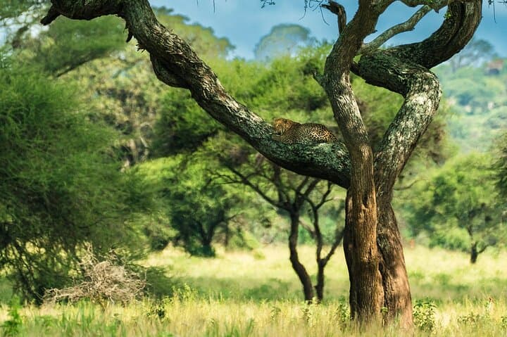 2-Day Tarangire & Lake Manyara Safari from Zanzibar — Flights Included photo 3
