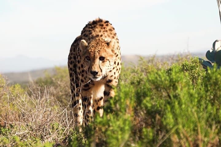 Luxury Garden Route Tour: 15-Day Wine, Marine & Big-5 Safari from Cape Town