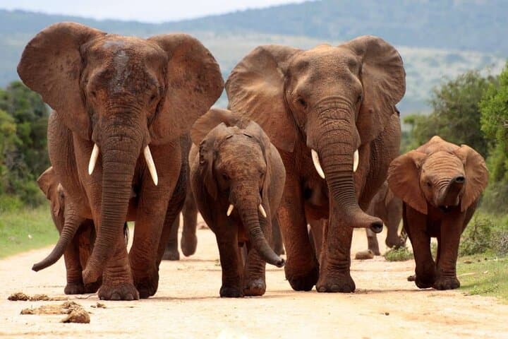 Luxury Garden Route Tour: 15-Day Wine, Marine & Big-5 Safari from Cape Town photo 2