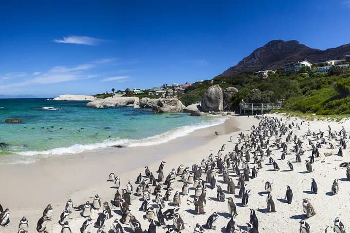 Luxury Garden Route Tour: 15-Day Wine, Marine & Big-5 Safari from Cape Town photo 6