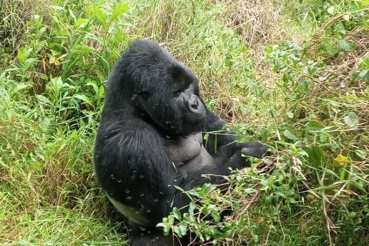 Mgahinga Gorilla Trekking: 1-Day Nyakagezi Gorilla Encounter from Kisoro