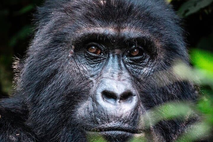 Mgahinga Gorilla Trekking: 1-Day Nyakagezi Gorilla Encounter from Kisoro photo 2