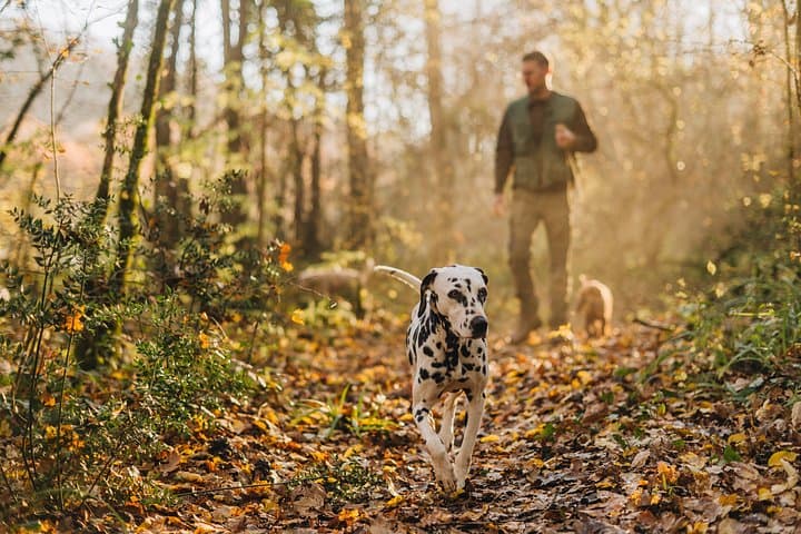 Motovun Truffle Hunt: Family-Led Foraging Tour in Istria photo 1