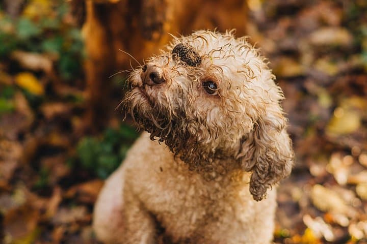 Motovun Truffle Hunt: Family-Led Foraging Tour in Istria photo 2